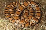 Milk Snake From Casey County, KY 2014.