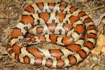 Eastrn X Red Intergrade Milk Snake From Meade County, KY 2014.