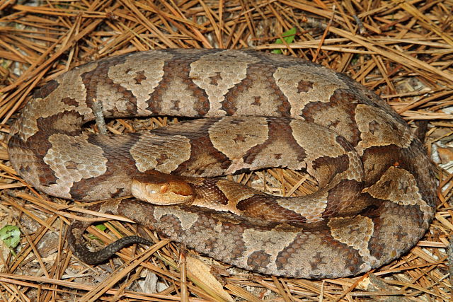 Copperhead From Meade County, KY 2014.