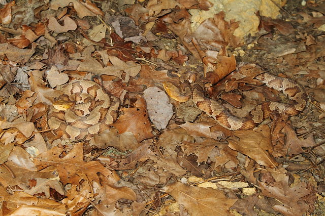 Copperheads In-Situ From Meade County, KY 2014.