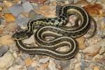 Garter Snake In Woodford County, KY 2014.