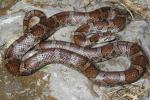 Eastern Milk Snake Clark County, KY 2014.