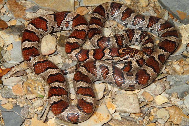 Eastern Milk Snake Franklin County, KY 2014.