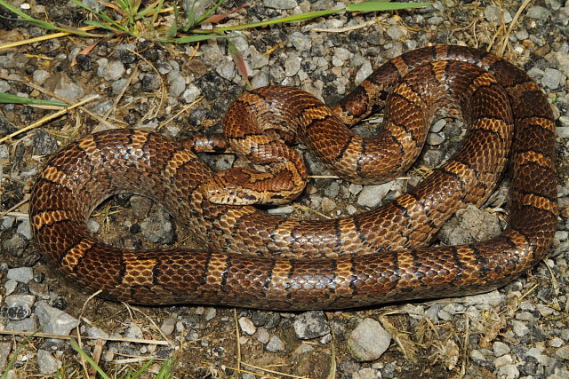 Eastern Milk Snake Harrison County, KY 2014.