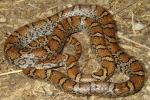 Eastern Milk Snake Scott County, KY 2014.