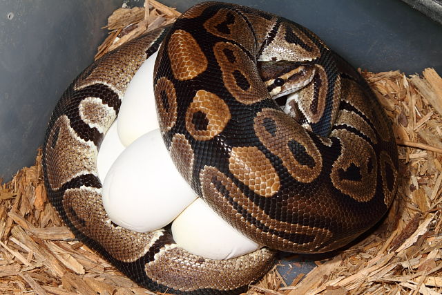 Het Albino Female Bred To Albino Super Genetic Banded Poss Het Snow Male. Clutch Laid 28 April 2014.