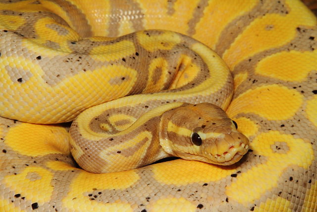 Coral Glow Het Pied 30 April 2014.