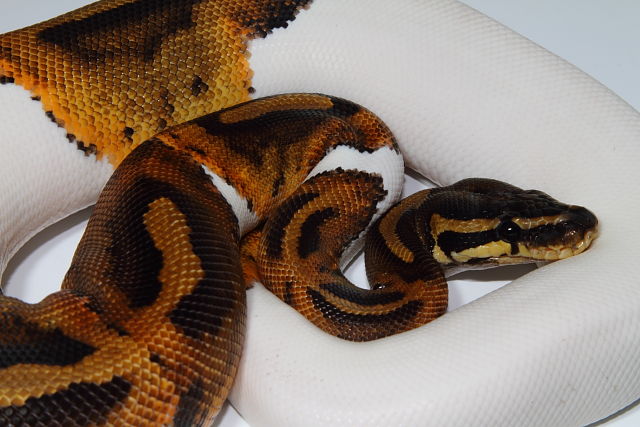 Female Pied Yearling 30 April 2014.