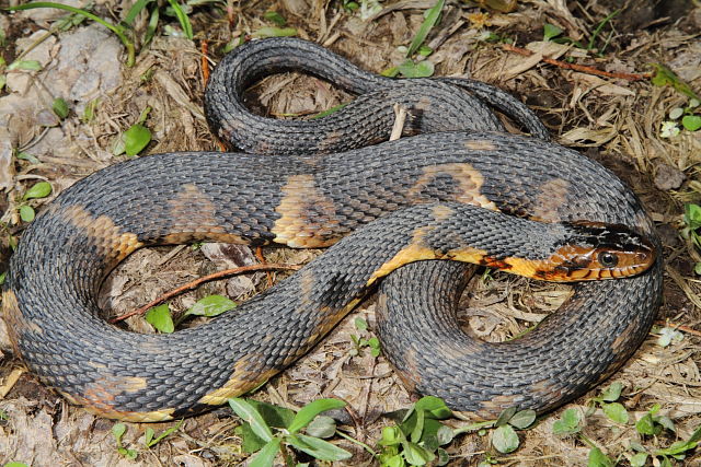 Broad Banded Water Snake 2014.