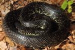 Black Kingsnake Trigg County, KY 2014.