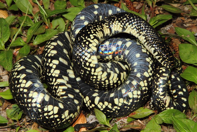 Black Kingsnake Carlisle County, KY 2014.