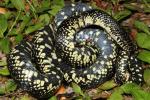 Black Kingsnake Carlisle County, KY 2014.