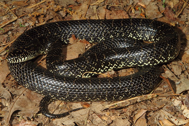 Black Kingsnake Casey County, KY 2014.