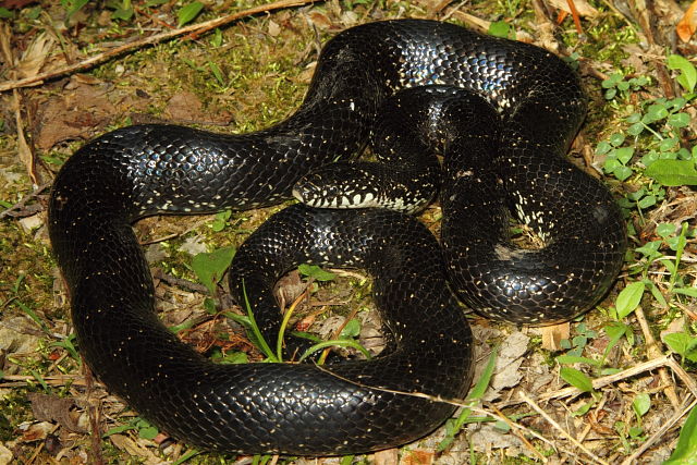 Black Kingsnake Edmonson County, KY 2014.