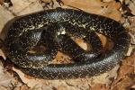 Black Kingsnake Graves County, KY 2014.