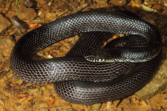 Black Kingsnake Jefferson County, KY 2014.