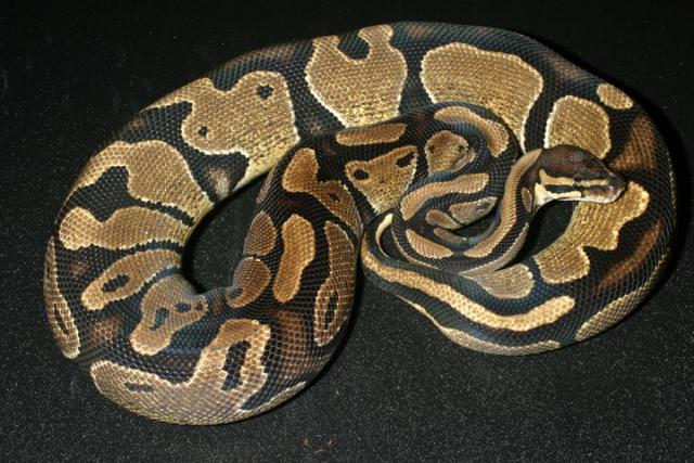 Nice Ball Python.