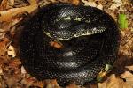 Black Kingsnake Trigg County, KY 2014.