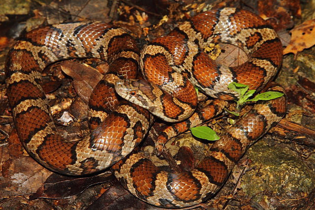 Milk Snake Bullitt County, KY 2014.