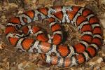 Milk Snake Meade County, KY 2014.