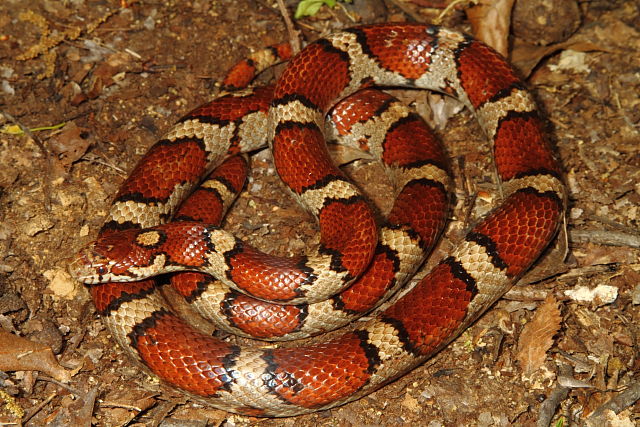 Red Milk Snake From The JP 2014.