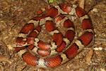 Red Milk Snake From The JP 2014.