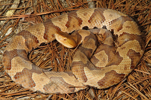 Calloway County, KY Copperhead 2014.