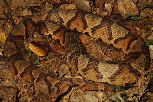 Edmonson County, KY Copperhead 2014.