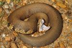 Cottonmouth From Marshall County, KY 2014.