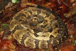 Knobs Region Timber Rattlesnake 2014.