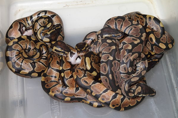 100% Het Lavander Albino Clutch Hatched 11 May 2014.