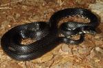 Cave Region Kingsnake 2014.