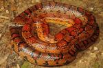 Cave Region Corn Snake 2014.