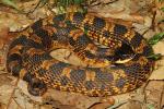 Eastern Hognose Snake From Edmonson County, KY 2014.