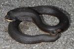 Eastern Hognose Snake From Hart County, KY 2014.