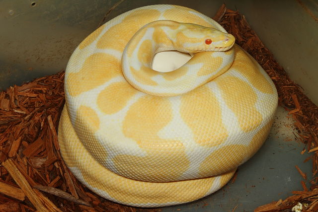 Albino Genetic Banded X Albino Super Genetic Banded Clutch Laid 23 May 2014. All Babies Possible Het Jolliff Snow AND From Parad