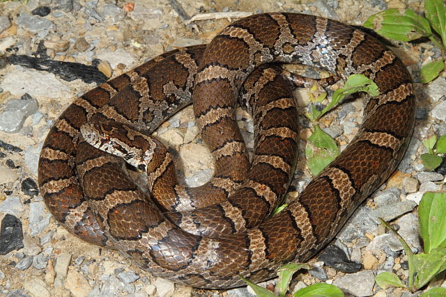 Eastern Milk Snake From Harlan County, KY 2014.