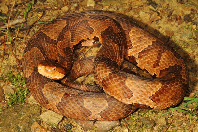 Copperhead From Breathitt County, KY 2014.