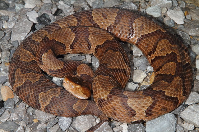 Copperhead From Harlan County, KY 2014.