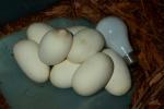 Large Ball Python Eggs.