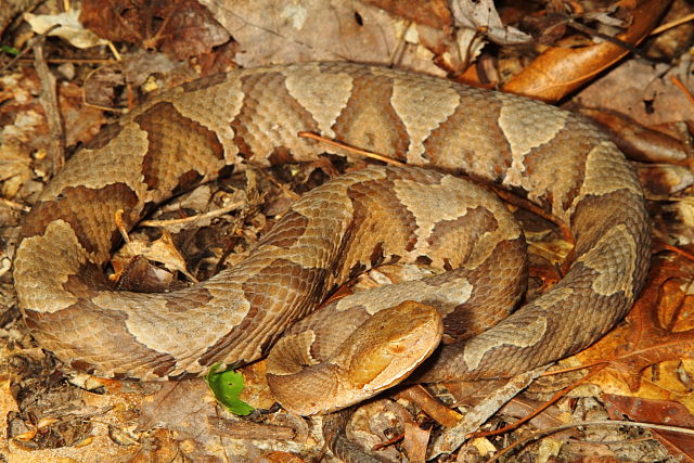 Copperhead From Harlan County, KY 2014.