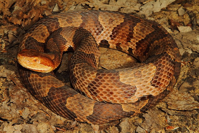 Copperhead From Knott County, KY 2014.