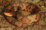 Copperhead From Knott County, KY 2014.