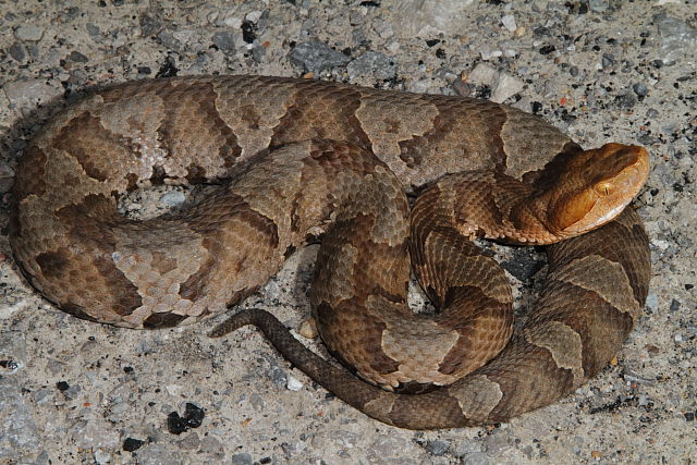 Copperhead From Leslie County, KY 2014.