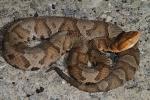 Copperhead From Leslie County, KY 2014.