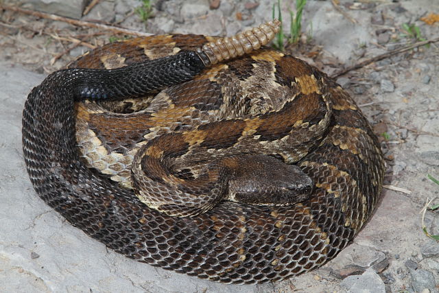 Harlan County Black Phase Timber Preparing To Shed 2014.