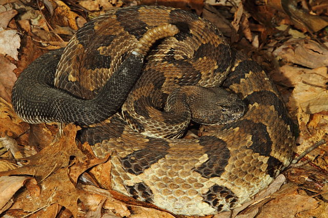 Timber Rattlesnake From Breathitt County, KY 2014.