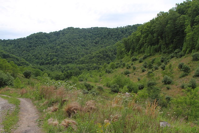 I Call This Place Rattlesnake Canyon, KY 2014.