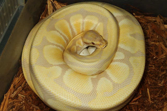 Lavander Albino X Lavander Albino Clutch Laid 31 May 2014.