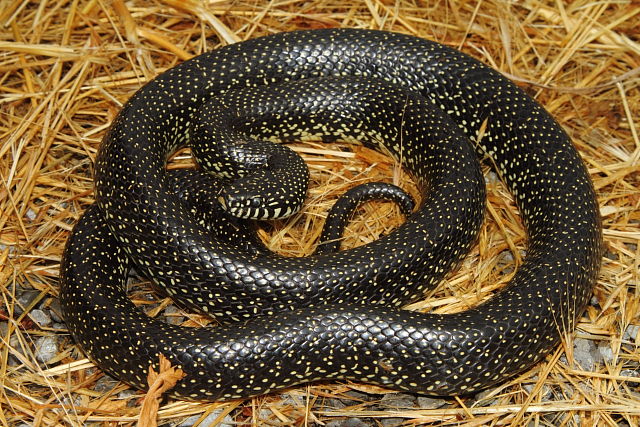 Hickman County, KY Black KIngsnake 2014.